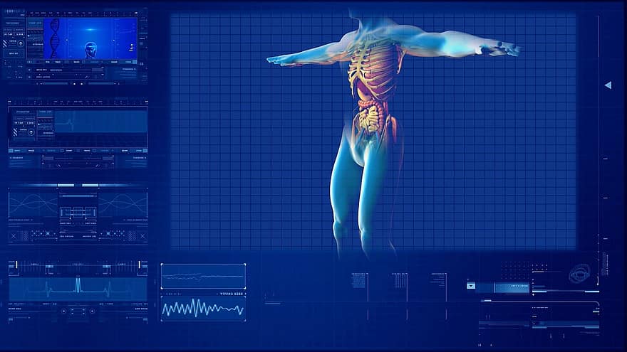人間の消化器系、人間の臓器、人体、解剖学、肝、体、胃、人間の心、結腸、人間の膵臓、人間の肺