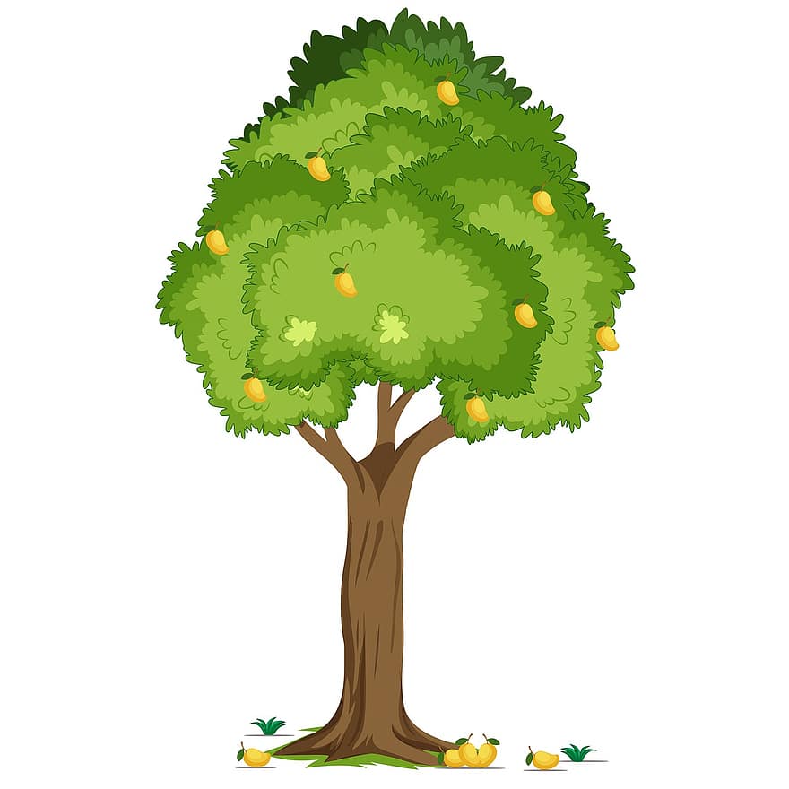 mango, arbre de mango, arbre fruiter