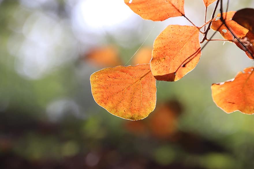 葉、ブランチ、秋、紅葉、オレンジ色の葉、木、工場、自然