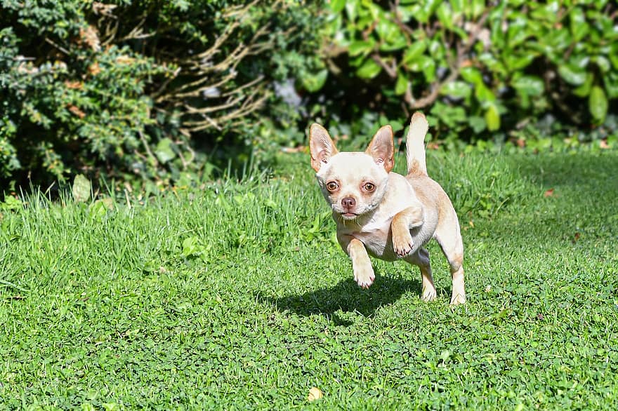 Chihuahua, Dog, Run, Play, Pet, Animal, Domestic Dog, Canine, Mammal, Cute
