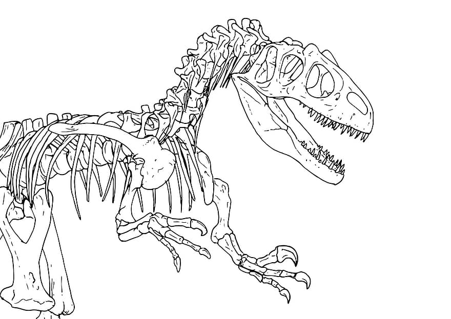 dinossauro, alossauro, extinto, pré-histórico, osso, esqueleto, predador, Cortar fora, desenhando