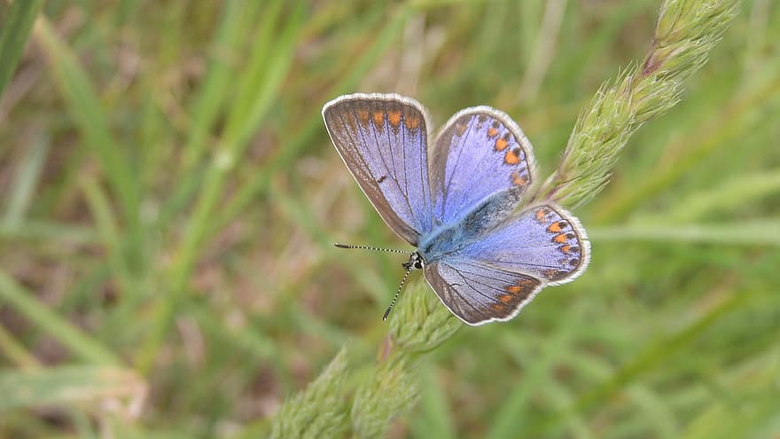 Blue Jehlicový, polyommatus icarus, biru, kupu-kupu, di rumput, merapatkan, detail, sayap, makro, kupu-kupu biru