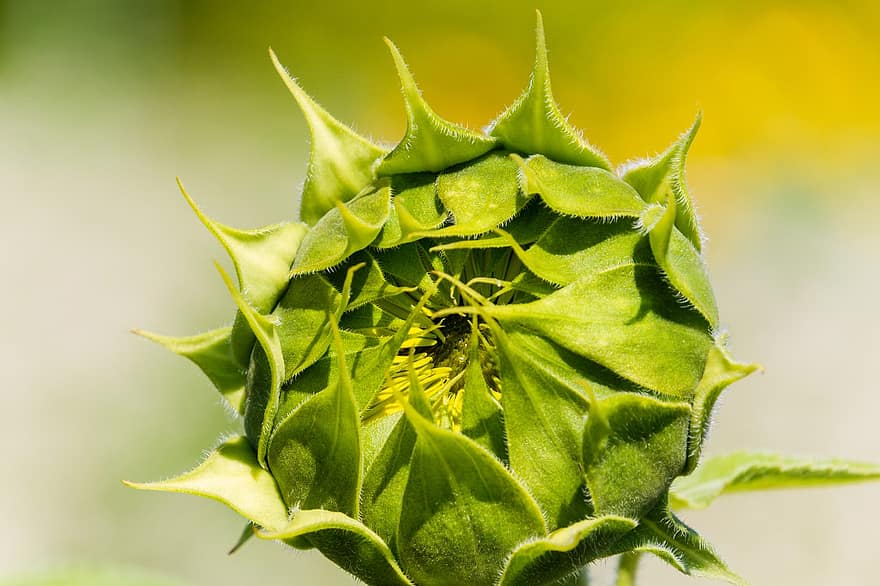 Sunflower, Bud, Nature