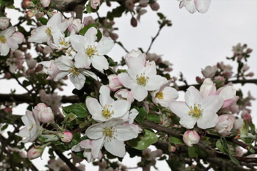 obuolių žiedai, gėlės, filialas, žiedlapių, baltos gėlės, pumpurai, žydi, žiedas, Obuolių medis, pavasaris, pobūdį