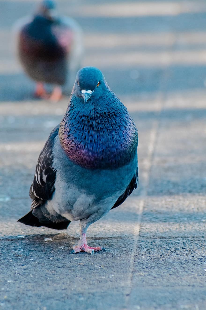 Bird, Rock Pigeon, Pigeon, Rock Dove, beak, feather, multi colored, animals in the wild, blue, close-up, one animal
