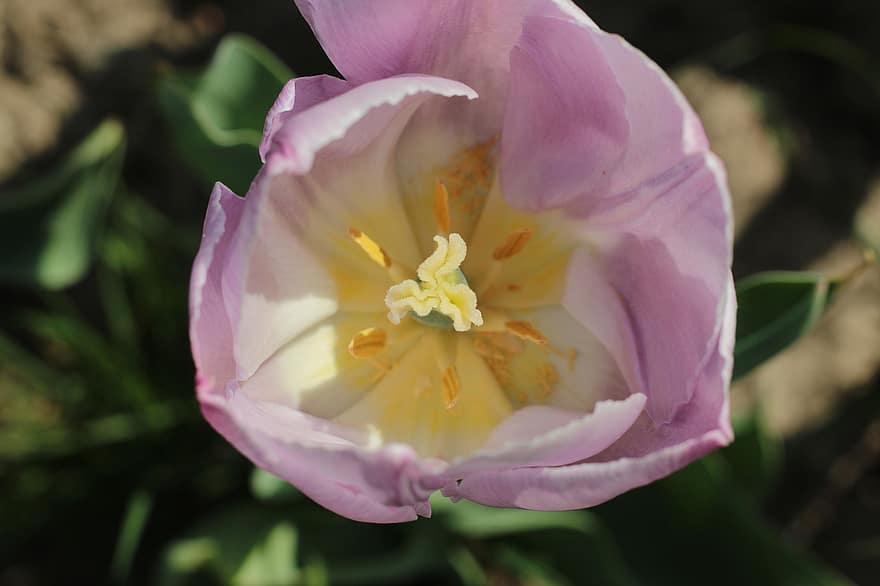 tulipan, różowy tulipan, różowy kwiat, kwiat, ogród, Natura, wiosna, zbliżenie, płatek, głowa kwiatu, roślina