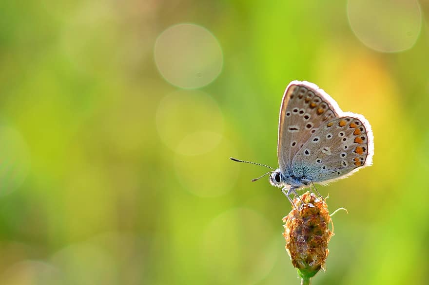 sommerfugl, hauhechel blå, insekt, vinger, antenner, blomst, knopp, eng, Klee, blomstre