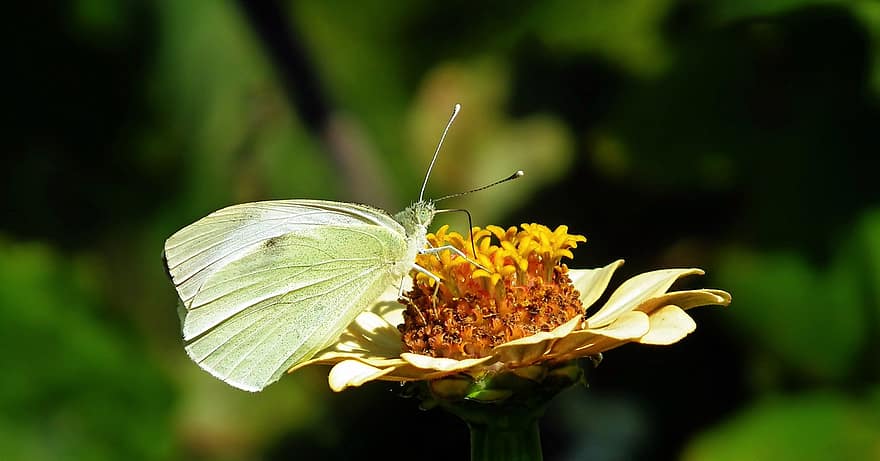 나비, 곤충, 꽃, 백일초, 자연, 날개
