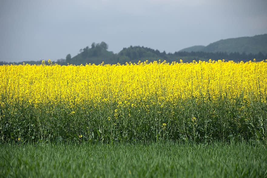 paysage, agriculture, colza, champ, en plein air, jaune, scène rurale, été, Prairie, fleur, ferme