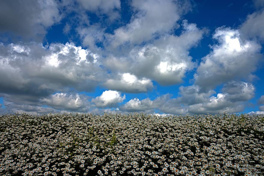 Field, Flower, Daisies, Meadow, Heaven, Clouds, Blossom, Bloom, Nature, summer, blue