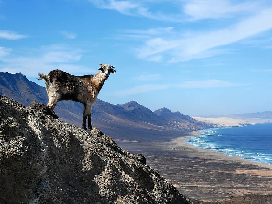 Goat, Mountain, Sea, Animal, Mammal, Ruminant, Peak, Summit, Seaside, Coast, Nature