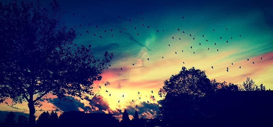 amurg, cer, nori, farbenspiel, păsări, stol de păsări, copac, negru, apus de soare, cerul de seară, romantism