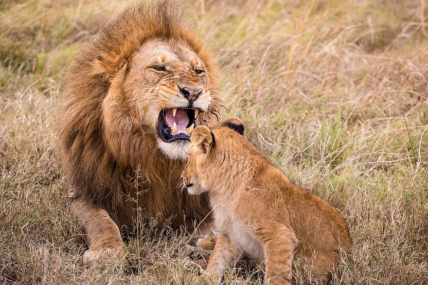 løve, cub, feline, rovdyr, kødædende, dyreliv, dyr, kat, safari, pattedyr, ung