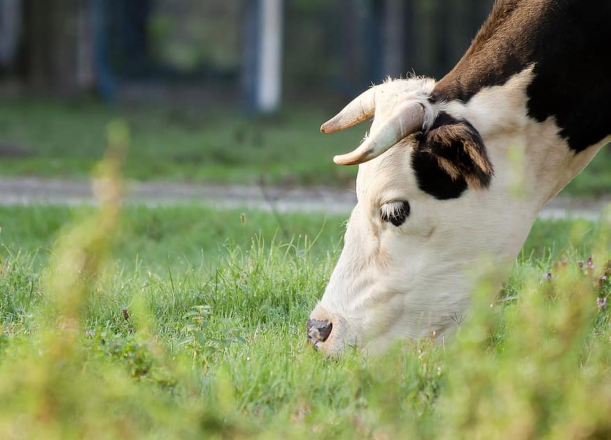 корова, пастбище, поле, трава, выгон, травянистый, рога, коровьи рога, животноводческая ферма, животное, млекопитающее