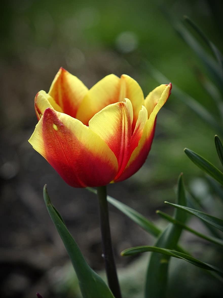 kwiat, tulipan, wiosna, ogród, flora, roślina, zbliżenie, lato, głowa kwiatu, płatek, zielony kolor