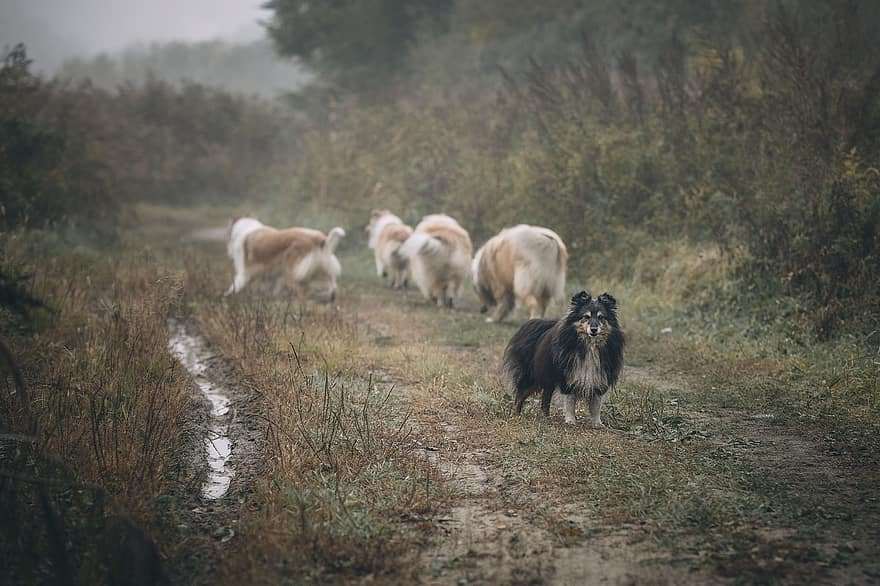 ливада, куче, Sheltie, Шетландска овчарка, мъгла, мъгливо, мъглявина, животно, домашно куче, кучешки, бозайник