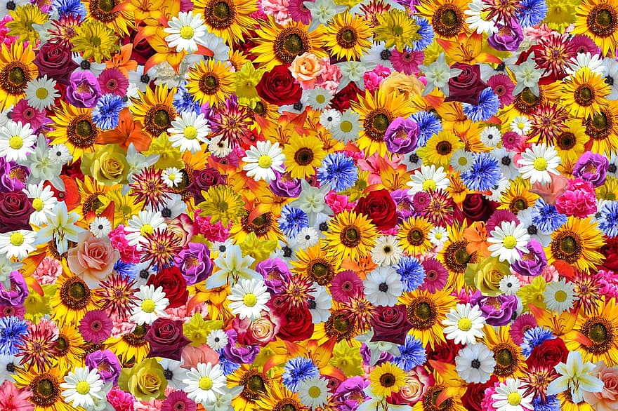 kukat, auringonkukka, värikäs, väri-, luonto, kesä