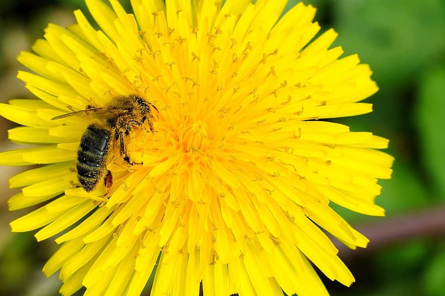 abeille, pissenlit, pollinisation, fleur jaune, fleur, Floraison, printemps, macro, jaune, été, fermer