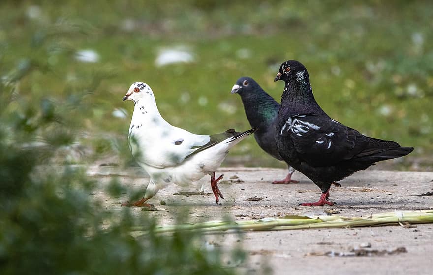 les pigeons, colombes, des oiseaux, faune, aviaire, la nature