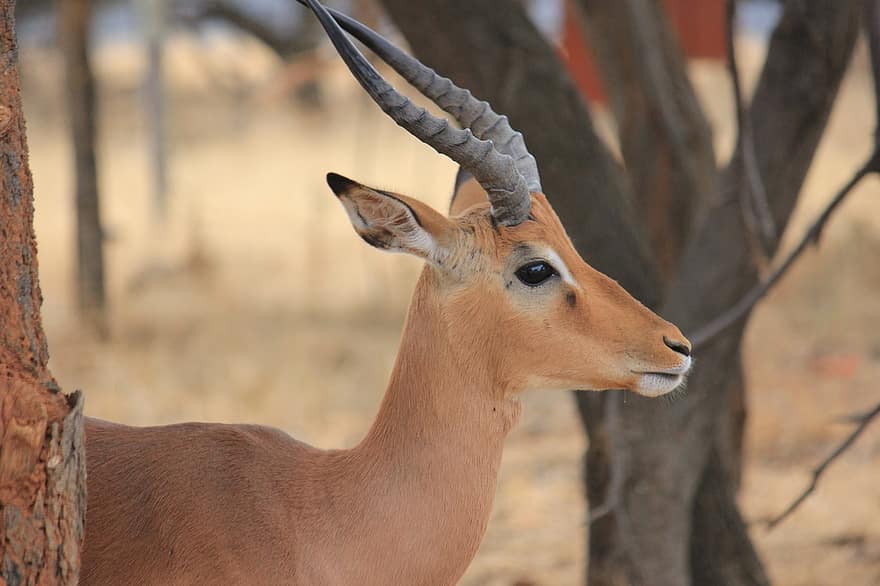 mâle, antilope, impala, animal, mammifère, cornes, sauvage, faune, safari, le monde animal, Afrique