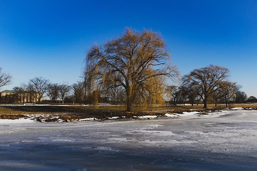 Willow Tree, Nature, Winter, Landscape, Cold, Snow, Lake, Water, Sky, Detroit, tree
