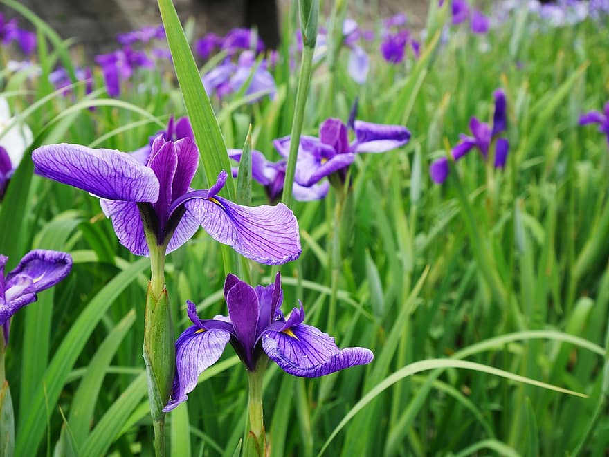 虹彩、フラワーズ、紫色のアイリス、紫色の花、庭園、パーク、咲く、日本