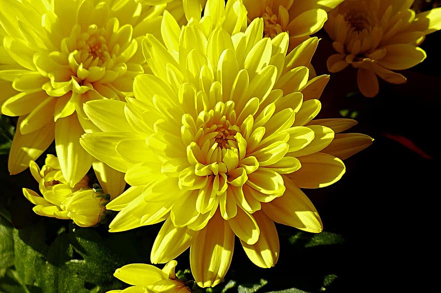 chryzantémy, květiny, žluté květy, okvětní lístky, žluté okvětní lístky, květ, flóra, rostlin, detail, žlutá, rostlina