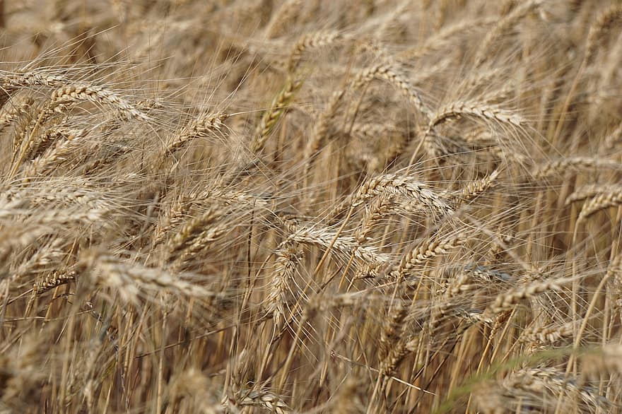 ladang gandum, bidang, tanaman gandum, biji-bijian, pertanian, alam