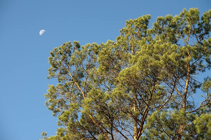Pine, Sky, Moon, Landscape, Nature, Forest, Trees, Blue, Tree, Desktop, Serenity