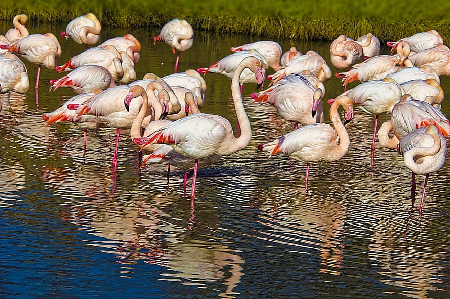 putni, flamingo, ornitoloģija, migrāciju, sugas, fauna, dzīvnieki, knābis, spalvu, ūdens, daudzkrāsains