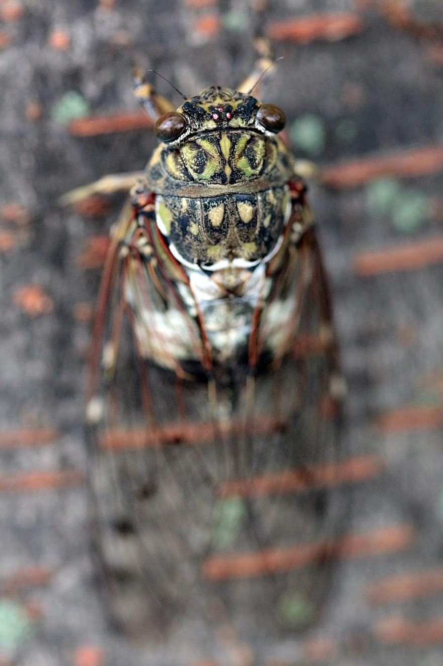 insekt, cicadidae, entomologi, makro