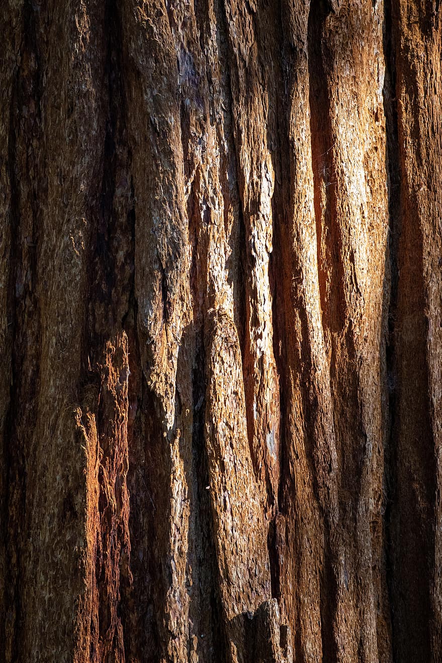 tree, bark, nautre, texture, redwood, pine, old, wood, natural, park, giant