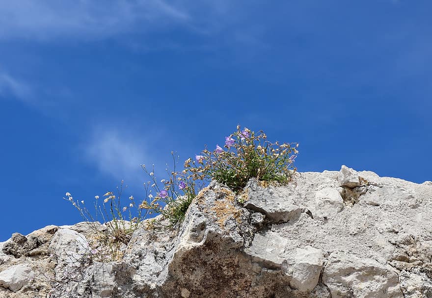 akmeņains kalns, wildflowers