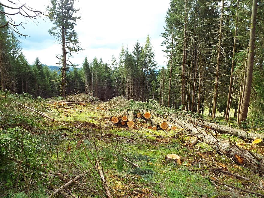 Logging, Oregon, Trees, Clearing, Forest, Rural