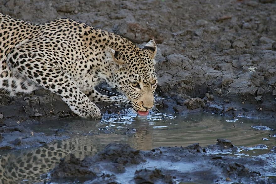 leopard, zvíře, savec, dravec, volně žijících živočichů, safari, zoo, Příroda, fotografování divoké zvěře