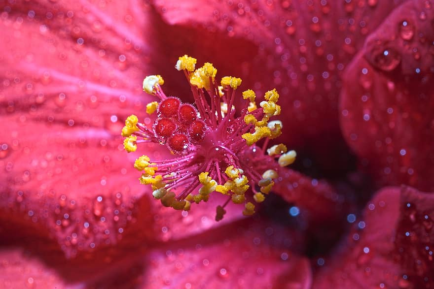 Hibiscus, Flower, Dew, Red Flower, Petals, Stamen, Pistil, Bloom, Dewdrops, Wet, Plant