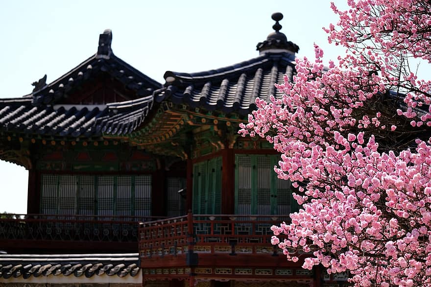 plommonblommar, changdeokgung slott, Sydkorea, natur, vår, blommor, landskap, hanok, palats, arkitektur, kulturer