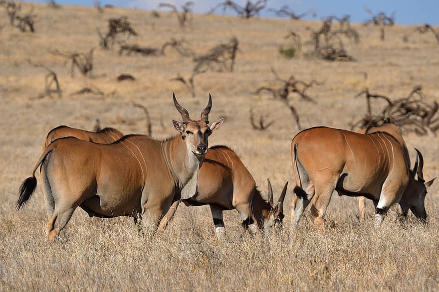 eland commun, élan, Éland du Sud, antilope d'éland, animal, Kenya, Afrique, faune, mammifère, la nature, animaux à l'état sauvage