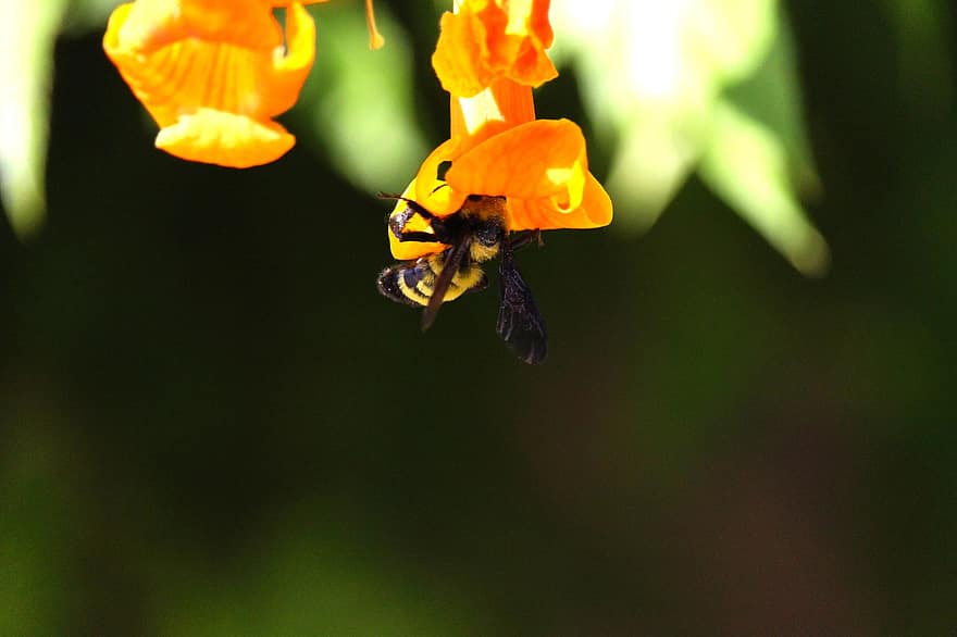 комаха, бджола, ентомологія, видів, макрос, квітка, природи