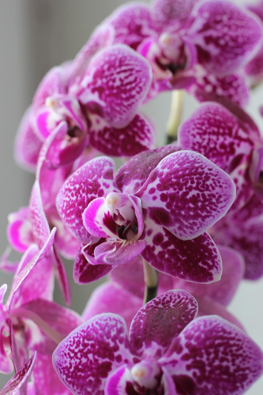 orquídeas, flores, plantar, flores cor de rosa, flor, Flor, jardim, decorativo