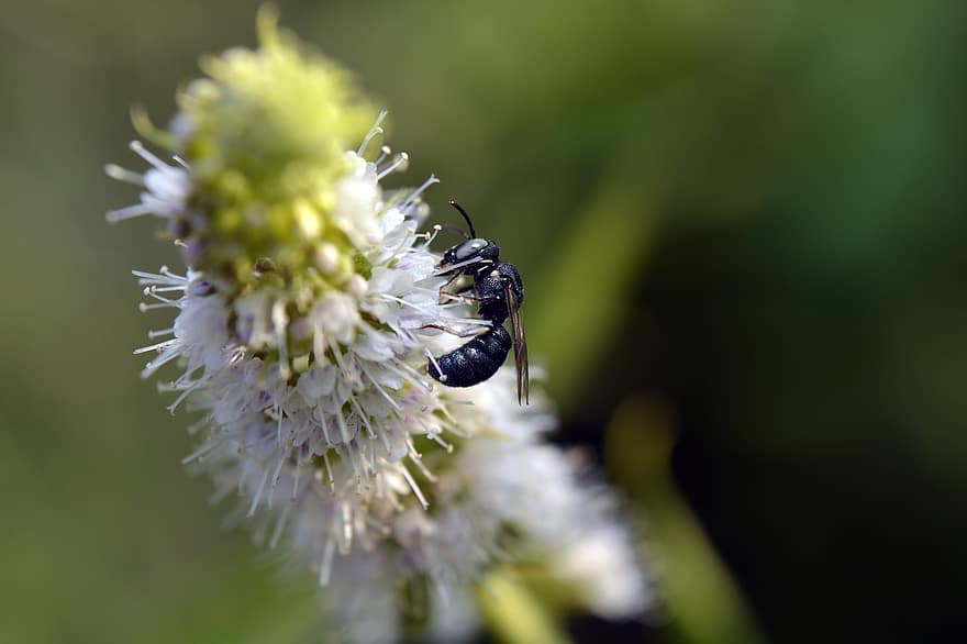 albină, insectă, poleniza, polenizare, floare, insectă înțepată, aripi, natură, hymenoptera, entomologie