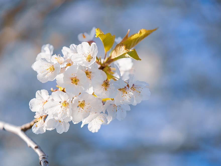 Spring, Apple Blossom, Seasonal, Nature, Flowers, Branch, Blossoms, Bloom, close-up, flower, springtime