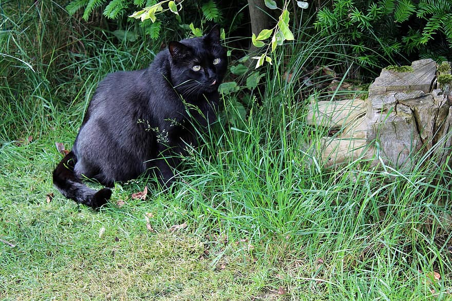 macska, fekete macska, kert, hátsó udvar, macskaféle, állat, háziállat, fű, aranyos, házimacska, szőrme