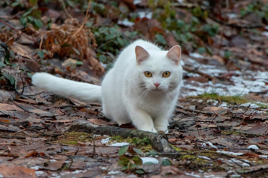 кошка, домашнее животное, животное, белый кот, Домашняя кошка, кошачий, млекопитающее, милый, листья, на открытом воздухе, портрет