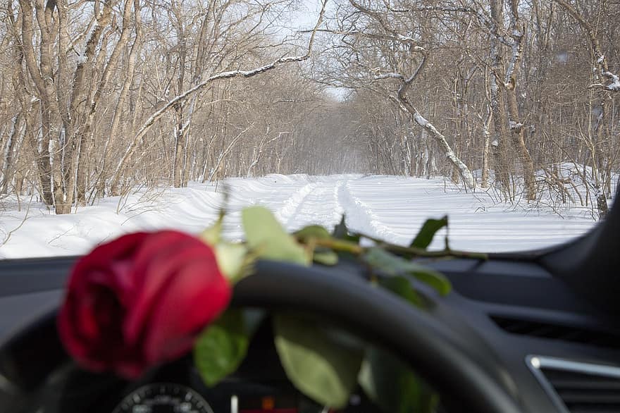 xe hơi, bông hoa, Hoa hồng, sang trọng, ngày lễ tình nhân, ngày kỷ niệm, lễ kỷ niệm, cửa, quà tặng, xử lý
