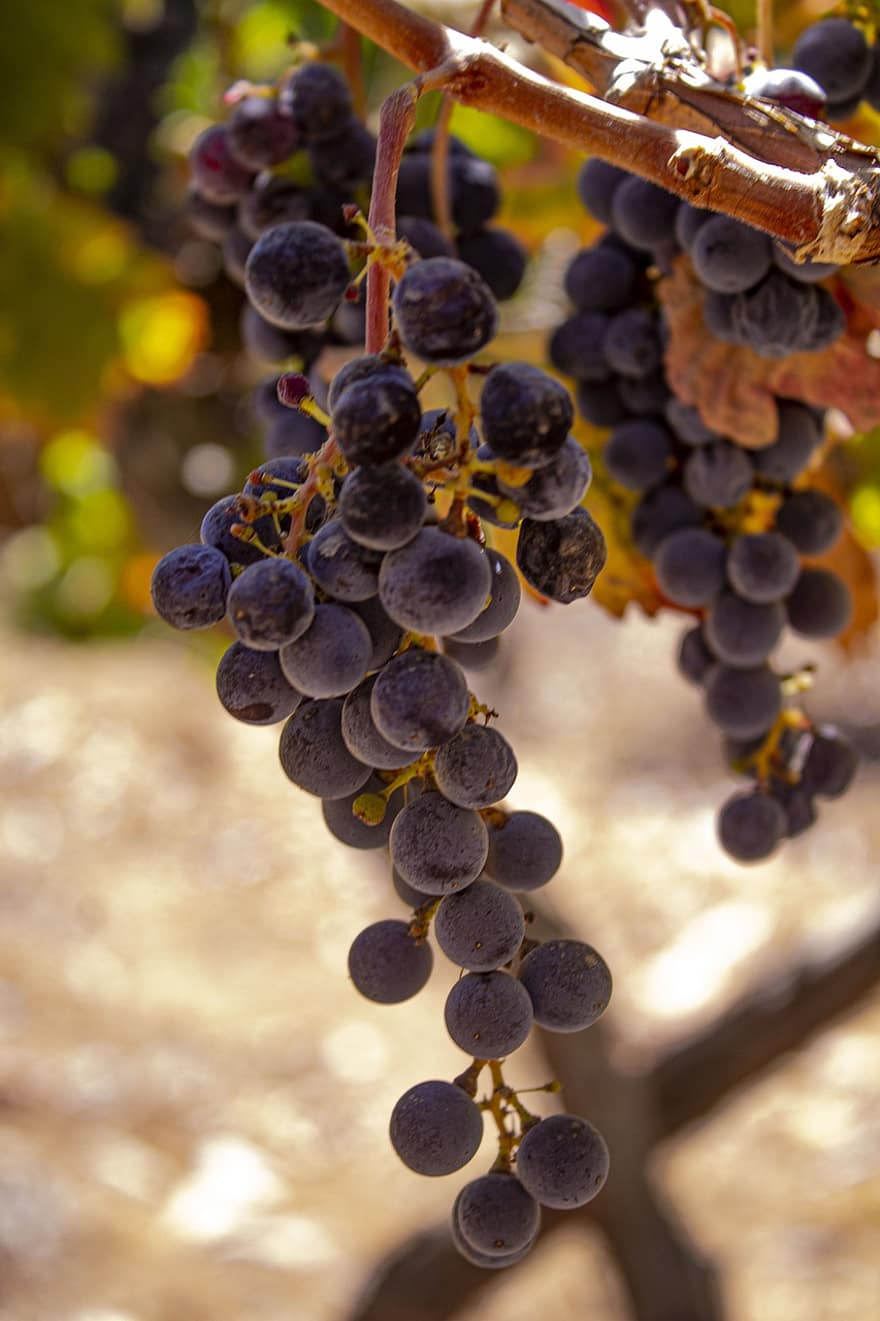 anggur, buah, kebun anggur, pembuatan anggur, pertanian, daun, musim gugur, merapatkan, matang, kilang anggur, kesegaran