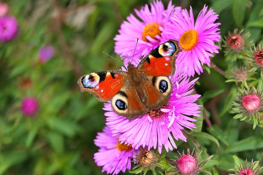borboleta de pavão, borboleta, flores, áster, asas, inseto, flores roxas, plantar, jardim, natureza