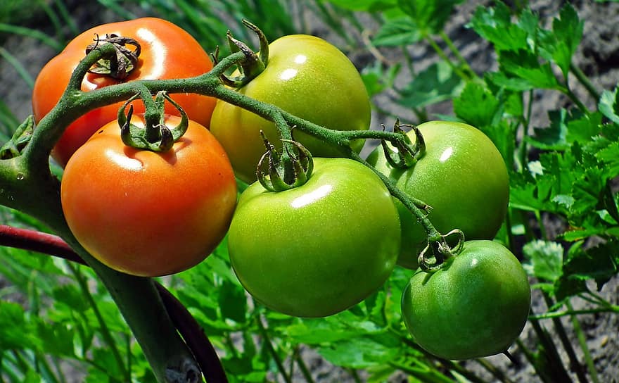 トマト、野菜、健康、フード、庭園