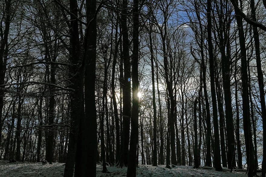 pădure, copaci, iarnă, natură, peisaj, copac, sezon, ramură, lumina soarelui, zăpadă, întuneric