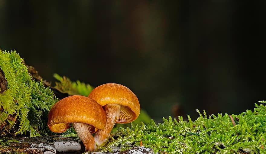 гриб, маленький гриб, мох, лесной гриб, крупный план, осень, лес, питание, грибок, время года, свежесть